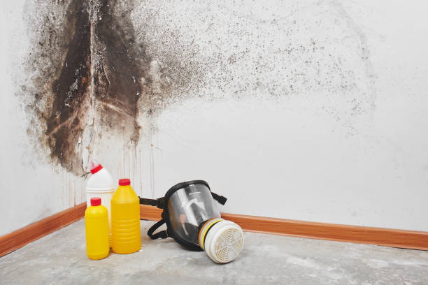 Best Emergency Mold Removal  in Rosepine, LA