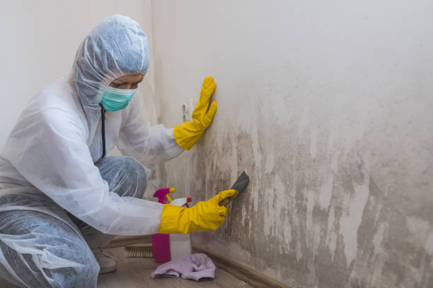 Best Mold Damage Repair  in Rosepine, LA