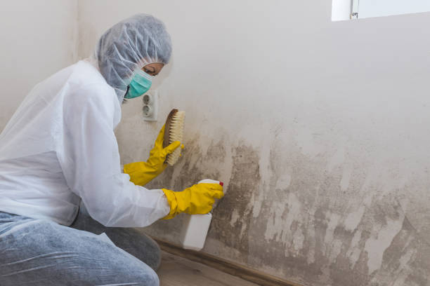 Crawl Space Mold Removal in Rosepine, LA