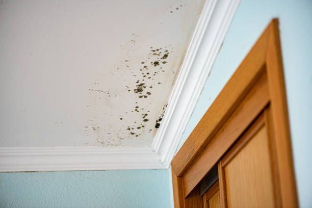 Attic Mold Removal in Rosepine, LA