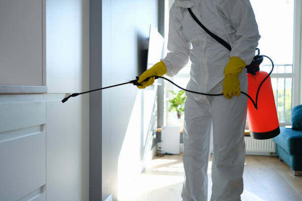 Best Attic Mold Removal  in Rosepine, LA