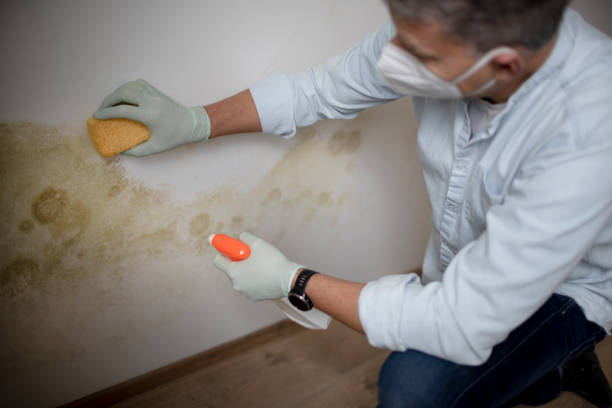 Home Mold Removal in Rosepine, LA