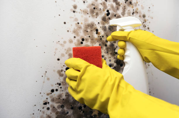 Best Local Mold Removal Service  in Rosepine, LA