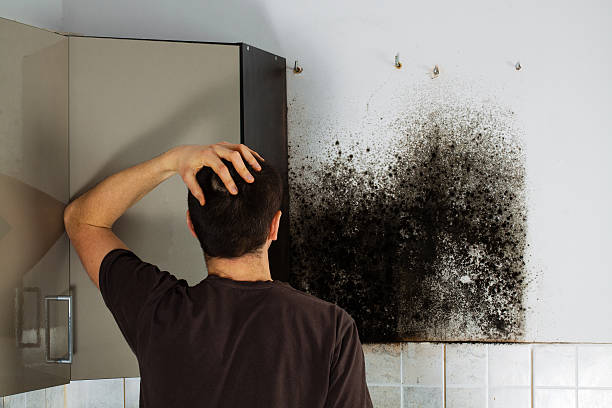 Best Same-Day Mold Removal  in Rosepine, LA
